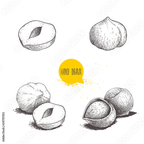 Hazelnut sketches. Single, group, peeled and whole. Engraved sketch style illustrations. Organic food. Component for sweet food and cosmetics. Vector pictures isolated on white background.