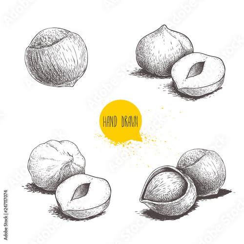 Hazelnut sketches. Single, group, peeled and whole. Engraved sketch style illustrations. Organic food. Component for sweet food andcosmetics. Vector pictures isolated on white background.