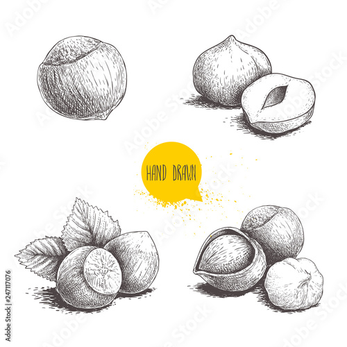 Hazelnut sketches. Single, group, peeled and whole, with leaves. Engraved sketch style illustrations. Organic food. Component for sweet food and cosmetics. Vector pictures.