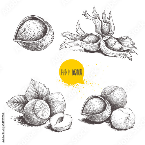 Hazelnut sketches. Single, group, peeled and whole, with leaves. Engraved sketch style illustrations. Organic food. Component for sweet food and cosmetics. Vector pictures.