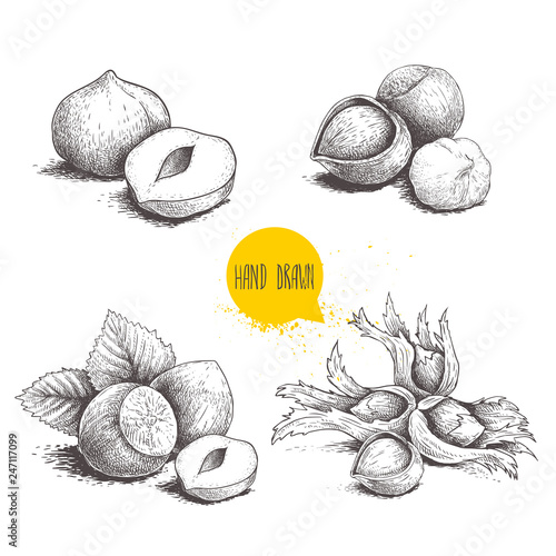 Hazelnut sketches. Group, peeled and whole, with leaves. Engraved sketch style illustrations. Organic food. Component for sweet food and cosmetics. Vector pictures isolated on white background.