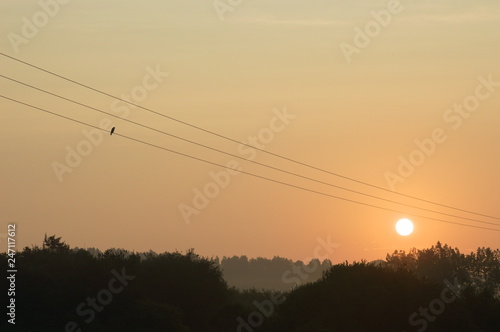 A bird watching the sun on an electrical line