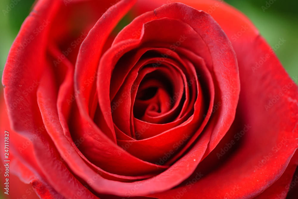 rose flower closeup rose flower closeup