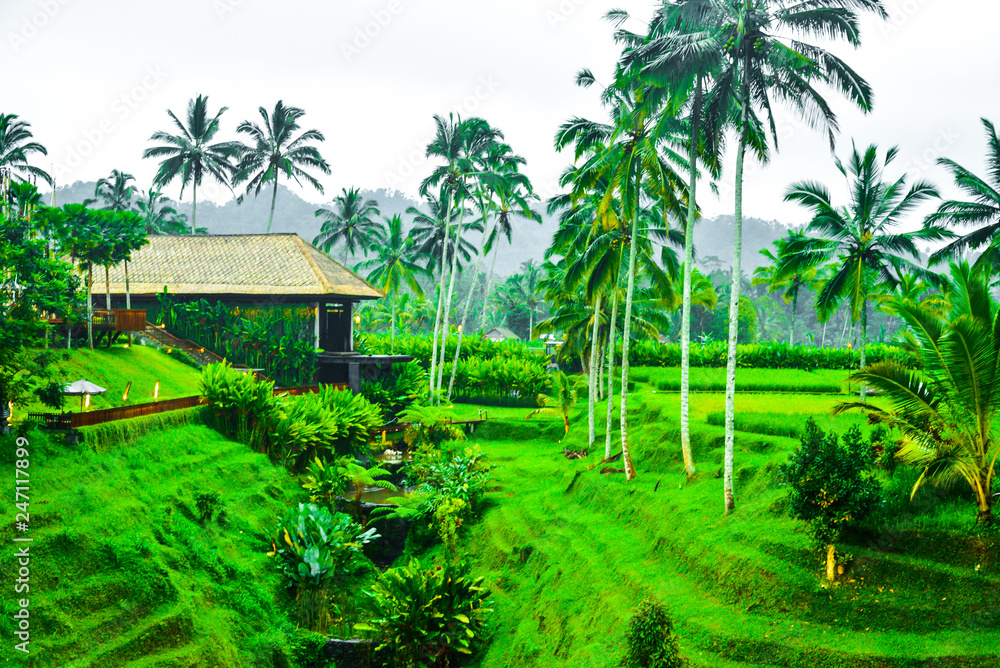 Green rice field terrace with palm tree for romantic getaway travel destination for wedding couple honeymoon and yoga zen meditation retreat