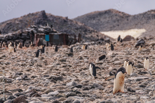 Adelie Penguins on Paulet Island photo