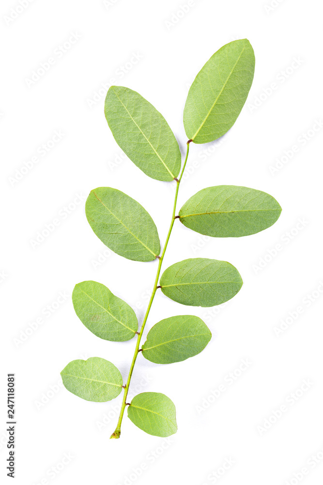 Green leaf isolated on white back ground. Malunggay Green leaf isolated on white back ground. Malunggay