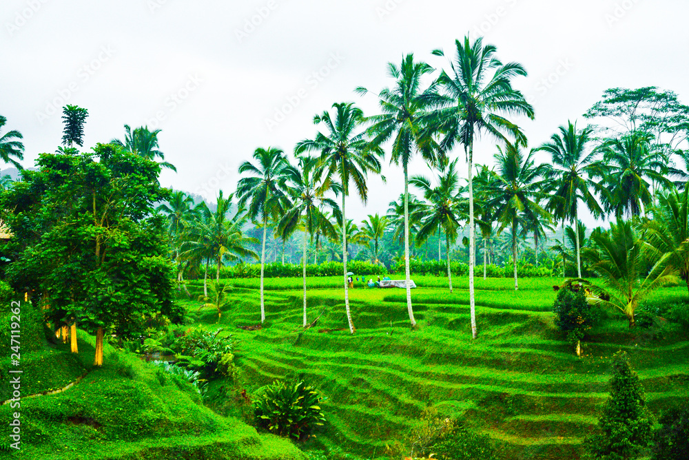 Green rice field terrace with palm tree for romantic getaway travel destination for wedding couple honeymoon and yoga zen meditation retreat Green rice field terrace with palm tree for romantic getaway travel destination for wedding couple honeymoon and yoga zen meditation retreat