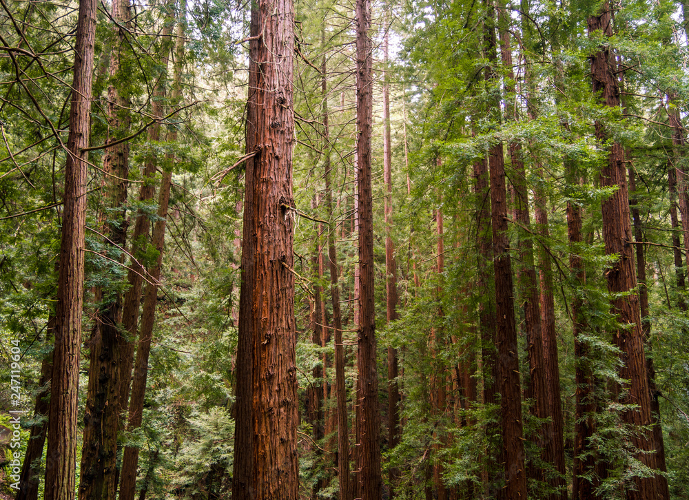 Redwoods standing tall at Muir Woods National Monument in the San Francisco Bay Area Redwoods standing tall at Muir Woods National Monument in the San Francisco Bay Area