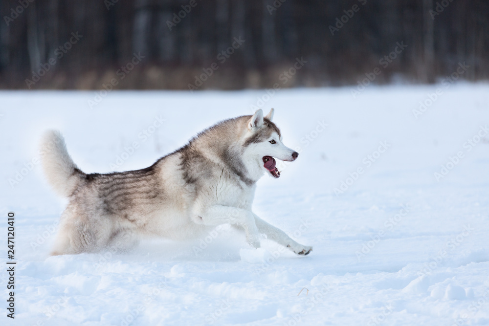Crazy, happy and free beige and white dog breed siberian husky running fast on the snow path in the field Crazy, happy and free beige and white dog breed siberian husky running fast on the snow path in the field