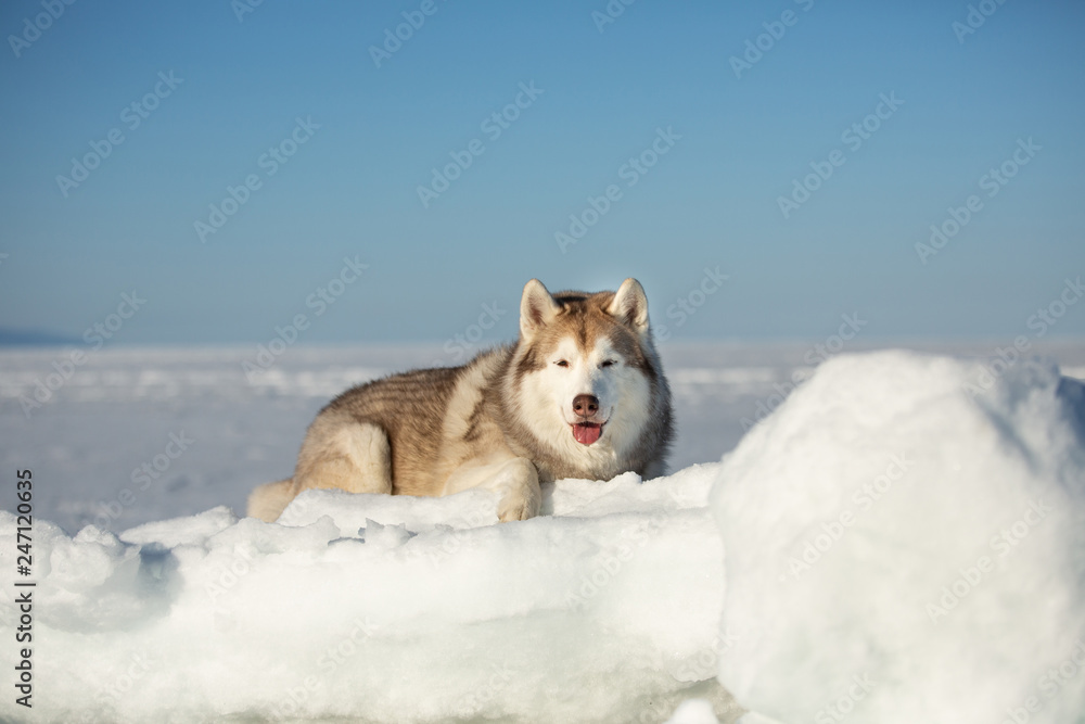 Beautiful and free Siberian husky dog lying on ice floe and snow on the frozen sea background. Beautiful and free Siberian husky dog lying on ice floe and snow on the frozen sea background.