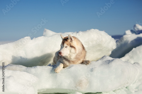 Beautiful Siberian husky dog lying on ice floe and snow on the frozen sea background. photo