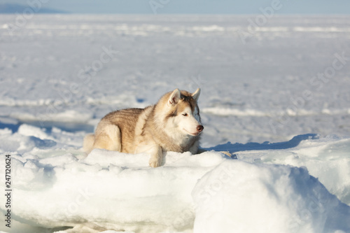 Beautiful and free Siberian husky dog lying on ice floe and snow on the frozen sea background.