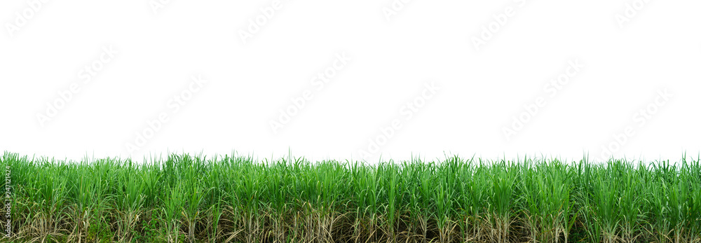 Green sugarcane plantation with white background. PANORAMA Green sugarcane plantation with white background. PANORAMA