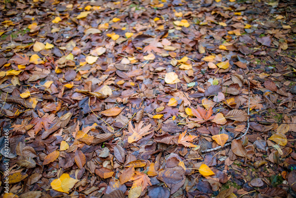 Autumn leaves background. Background of colorful red, orange and brown autumn leaves. Autumn background texture concept image