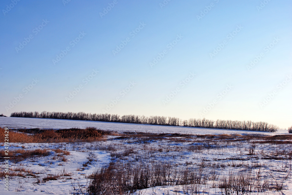 Hills covered with snow, line of poplar trees without leaves on the hills on horizon, winter landscape, bright blue  sky