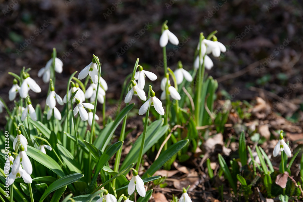 Obraz premium beautiful snowdrop background