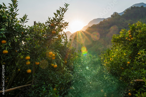 Foto Ripe orange trees in orange farm plantation during sunset