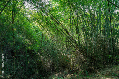 Bamboo forest landscape green bamboo background, Northern Thailand hiking trails