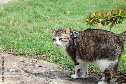 Chat au jardin