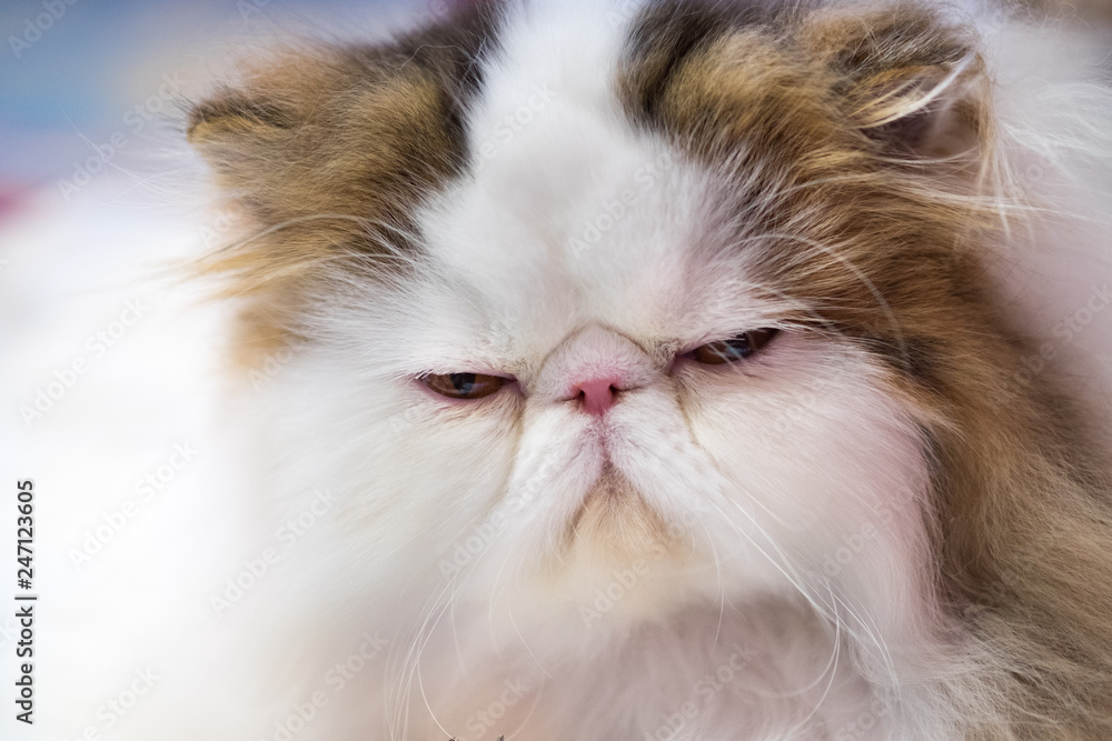 Adorable Persian cat at annual cats show