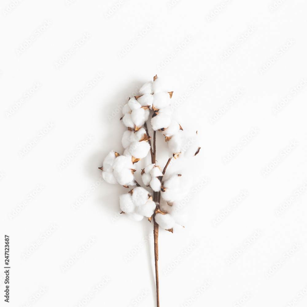 Flowers composition. Cotton flowers on white background. Flat lay, top view, square - obrazy, fototapety, plakaty 