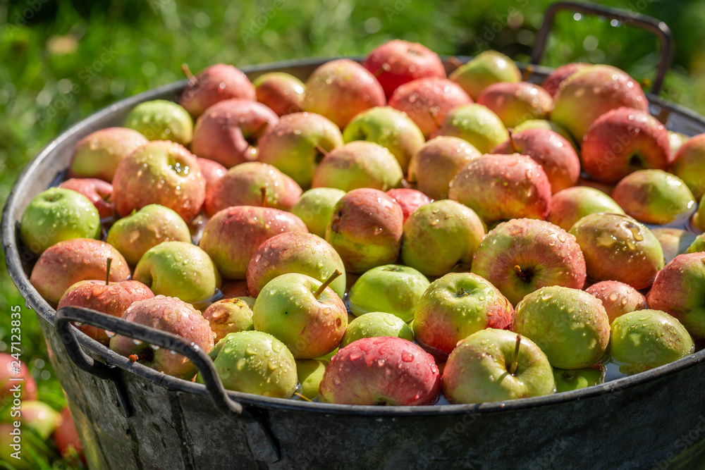 Ripe and sweet apples in old metal washtub Ripe and sweet apples in old metal washtub