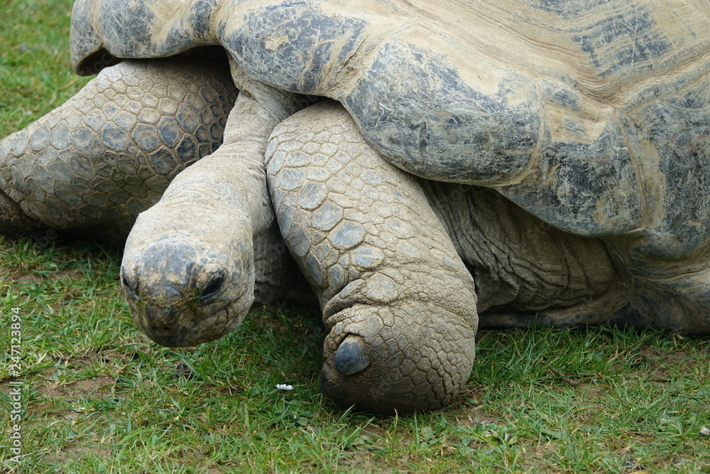 Tortoise