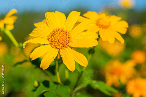 Fototapeta Naklejka Na Ścianę i Meble -  Closeup of Mexican sunflower blooming in mountain yellow, Beautiful Lotus fields Doi Mae U-kho, Khun Yuam Mae Hong Son thailand.