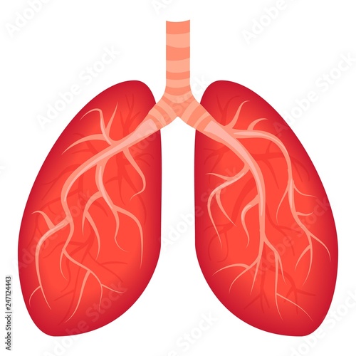 Lungs icon. Cartoon of lungs vector icon for web design isolated on white background