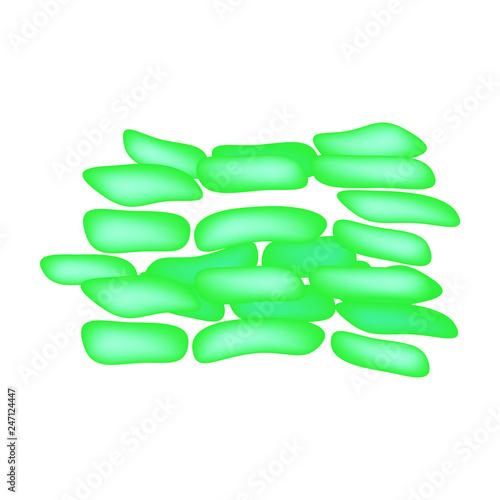 lactobacillus. Probiotic. Lactobacillus paracasei. Infographics. Vector illustration on isolated background.