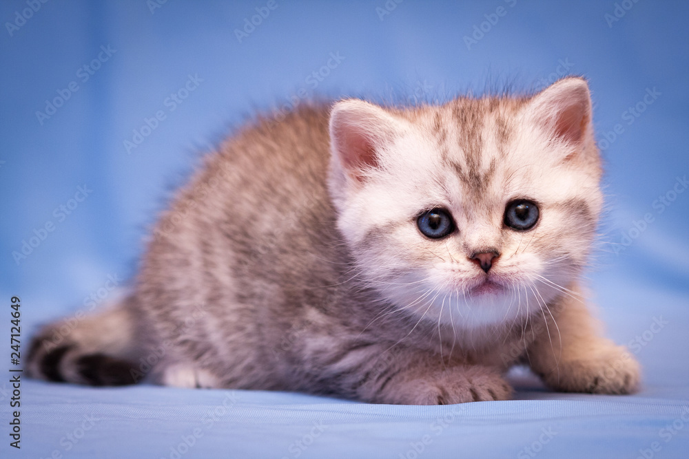 A small kitten of the British breed of gray-white color lies on a blue background and looks at the camera A small kitten of the British breed of gray-white color lies on a blue background and looks at the camera