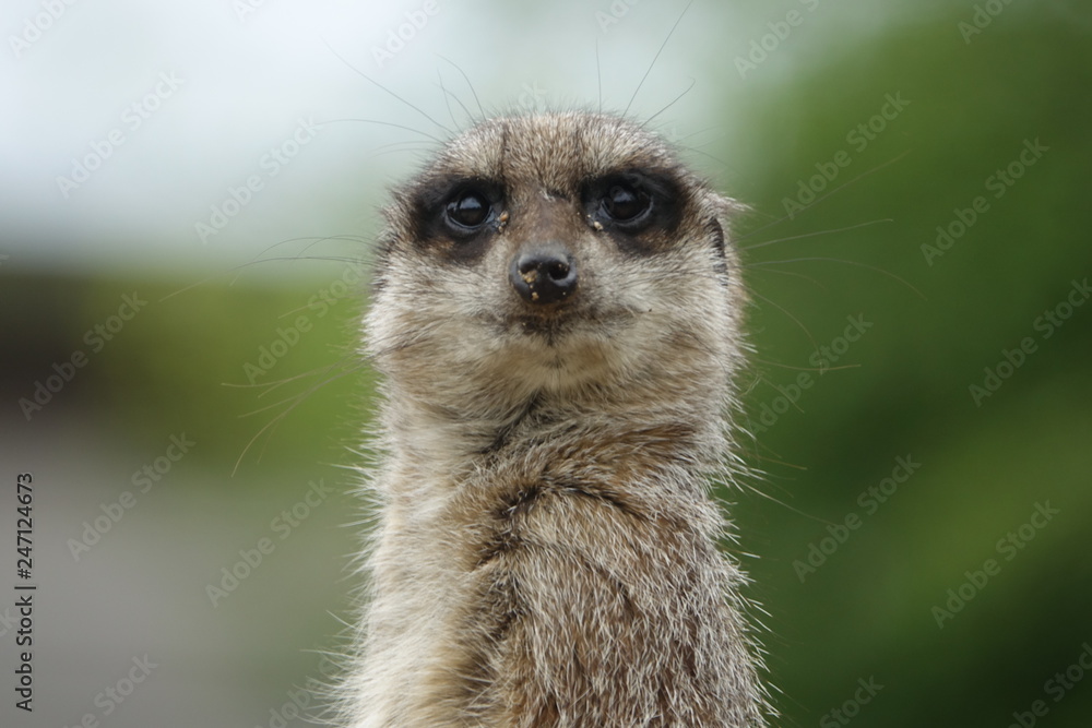 Meerkat