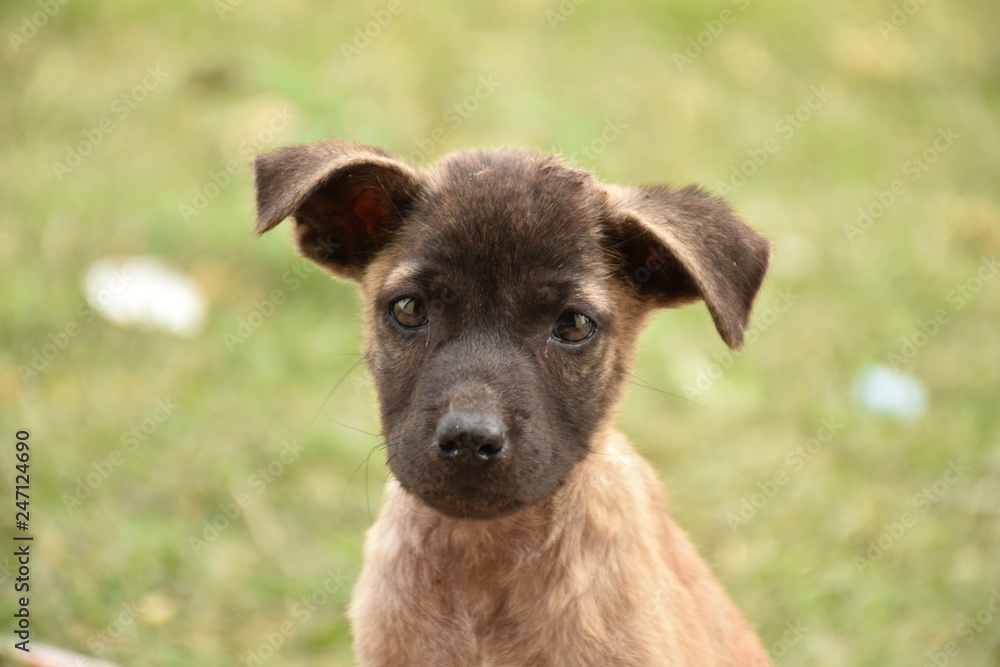 見つめる子犬 見つめる子犬