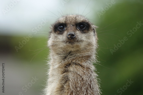 Obraz na płótnie Meerkat w salonie