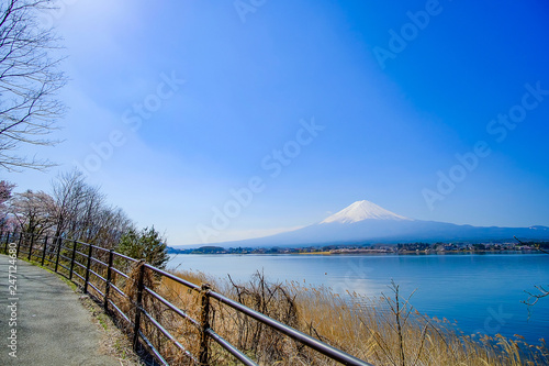 Mount Fuji with snow capped, blue sky and beautiful Cherry Blossom or pink Sakura flower tree in Spring Season at Lake kawaguchiko, Yamanashi, Japan. landmark and popular for tourist attractions