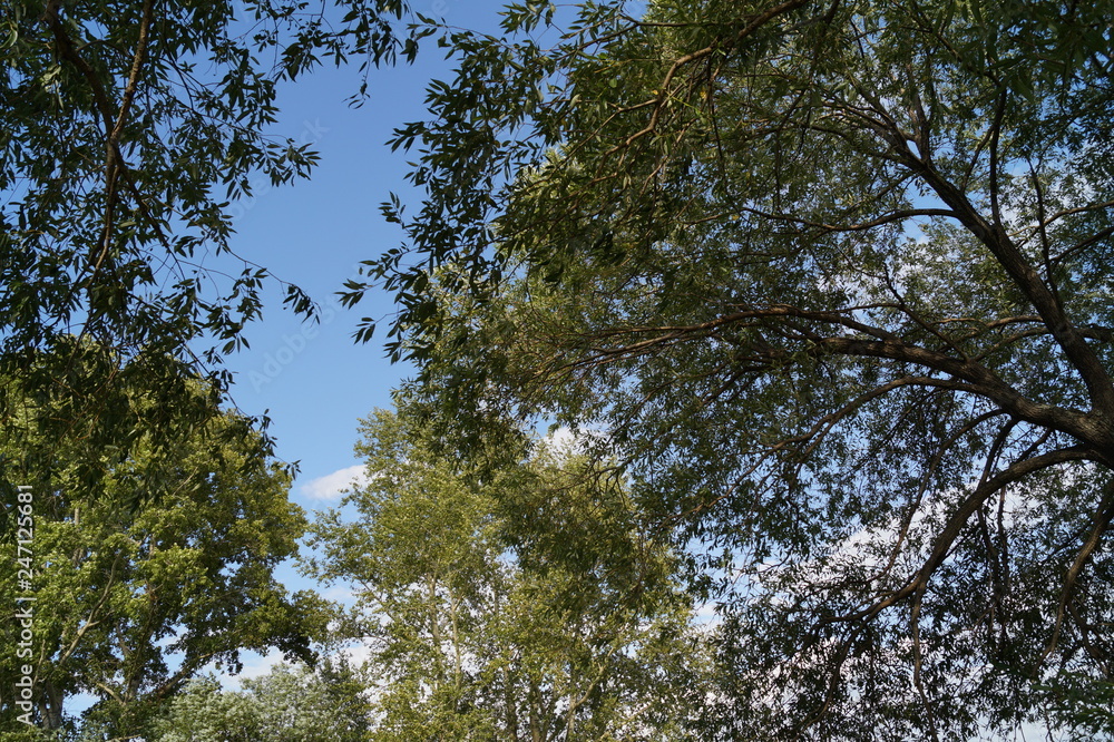 Obraz premium tree and blue sky