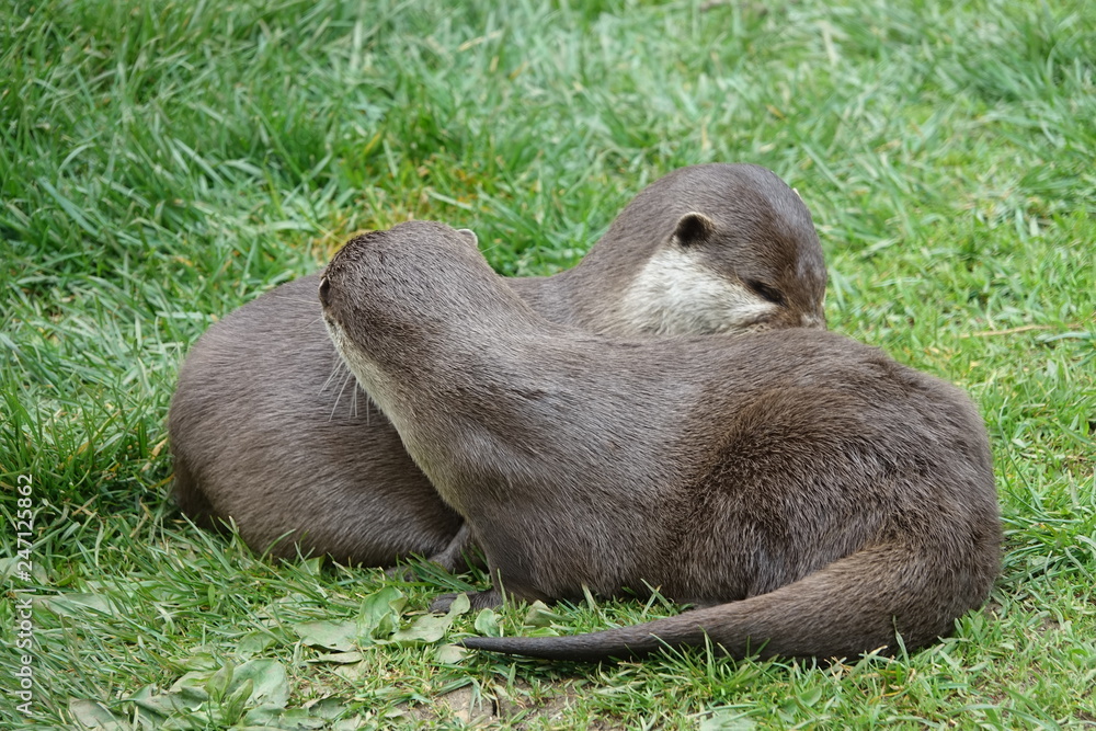 Otters