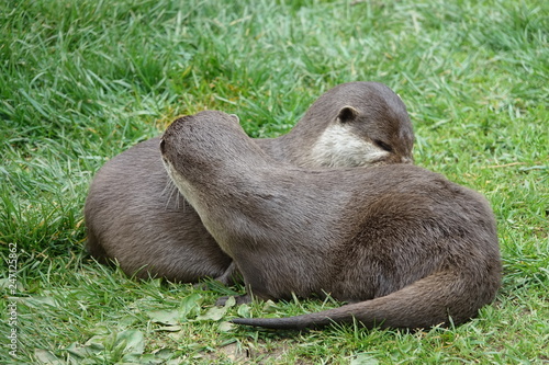 Obraz na płótnie Otters w salonie