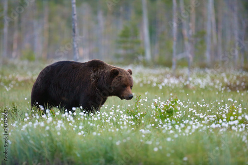 The brown bear  Ursus arctos  female walking in the forest against the light. Big male bear in the finnish taiga.