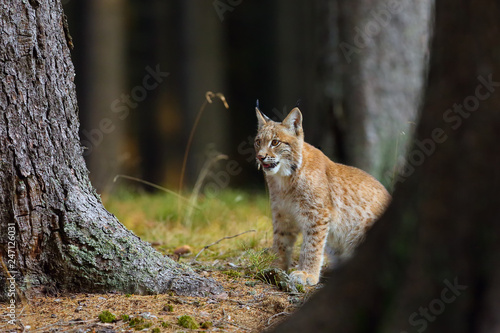 The Eurasian lynx (Lynx lynx), a young lynx in forest.