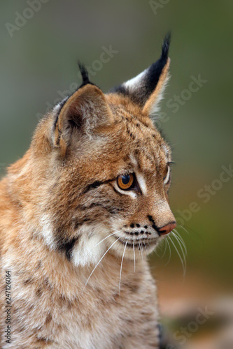 The Eurasian lynx (Lynx lynx), portait. Subadult cat portait.