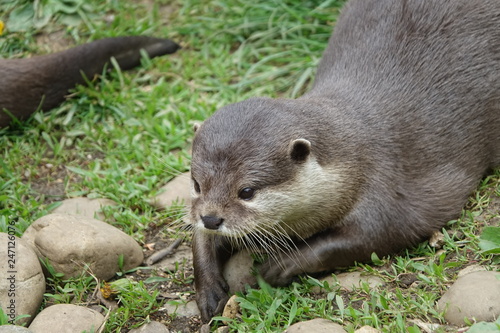 Obraz na płótnie Otter-01 w salonie