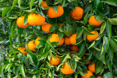 Ripe mandarin oranges on trees