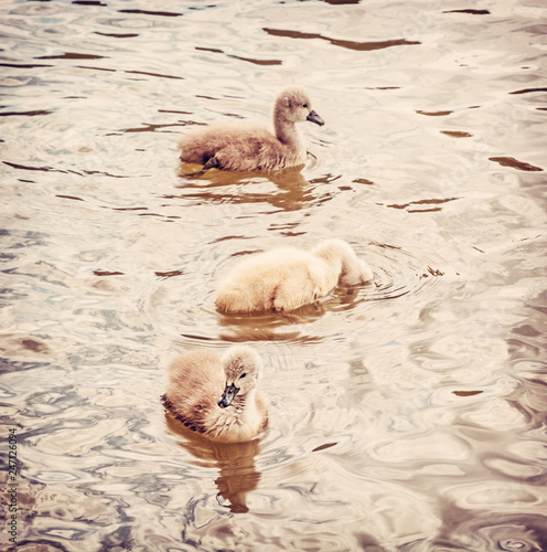 Young ones of white swan, red filter