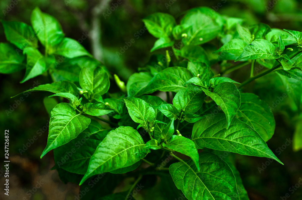 Spicy chili plant Spicy chili plant