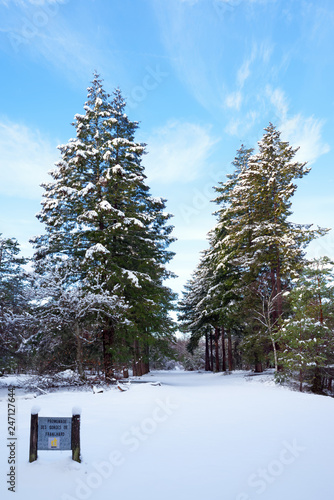 sentier des gorges de Franchard sous la neige dans la forêt de Fontainebleau