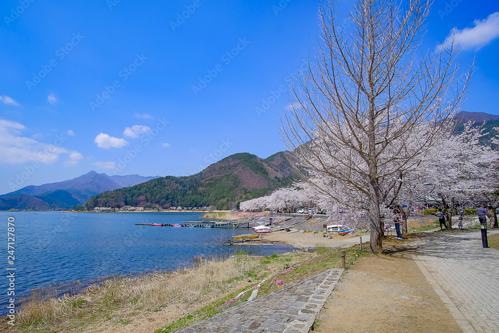 beautiful Cherry Blossom or pink Sakura flower tree in Spring Season at Lake kawaguchiko, Yamanashi, Japan. landmark and popular for tourist attractions