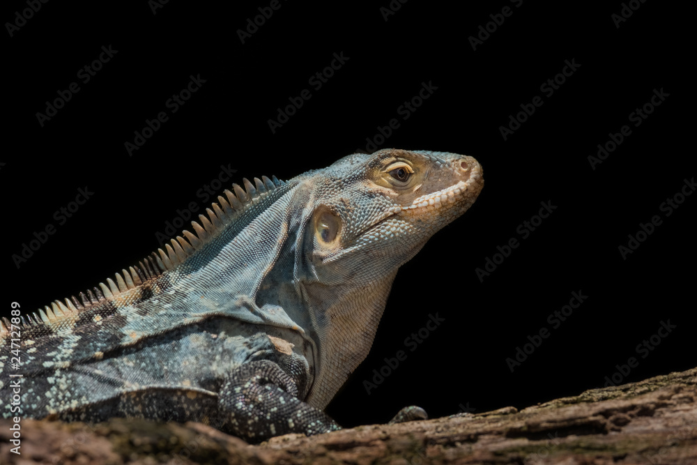 Fototapeta premium Schwarzleguan