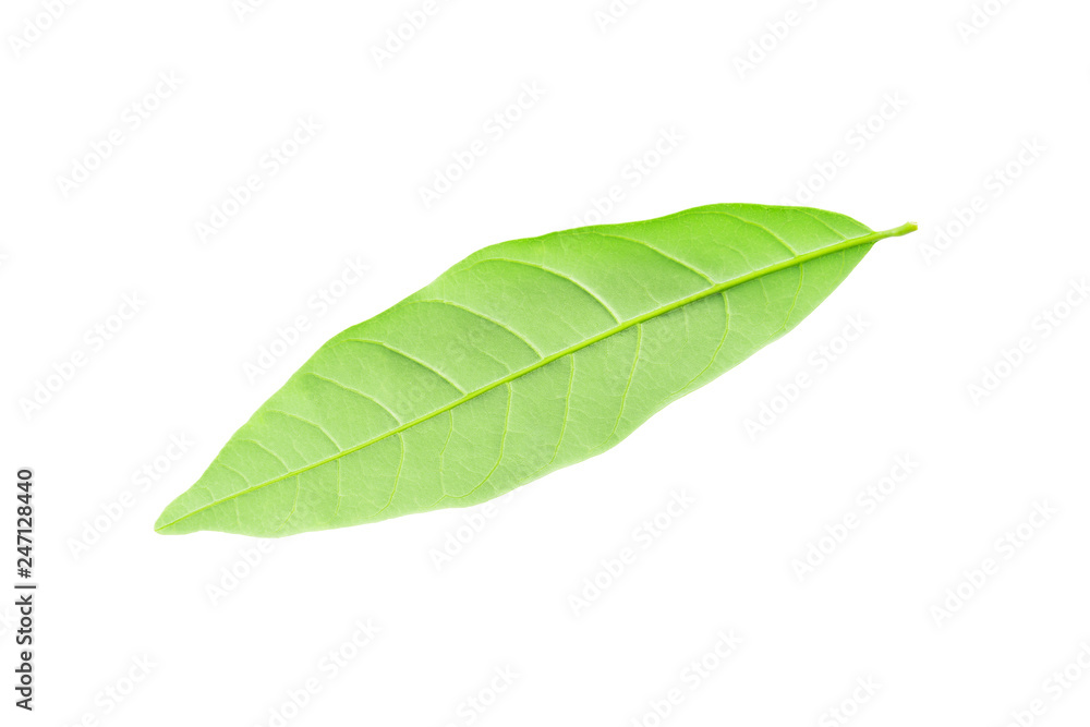Obraz premium Dimocarpus longan leaf isolated on white.