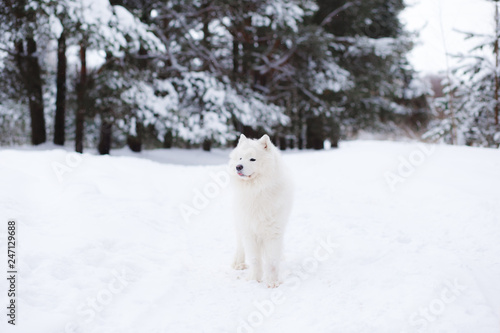 samoyed dog in winter forest